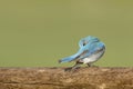 Bluebird on a log Royalty Free Stock Photo