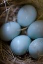 Bluebird Nest Royalty Free Stock Photo