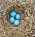 Bluebird Nest with Eggs Royalty Free Stock Photo