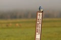 Bluebird on No Motor Vehicles sign, Grand Teton National Park