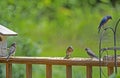 A Bluebird family feed together on mealworms.