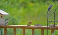 A Bluebird family feed together on mealworms.