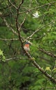 Bluebird perched