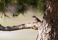 Bluebird Perched on Tree Branch