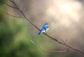 Bluebird perched on a tree branch in the sunlight