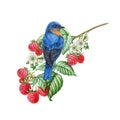 Bluebird perched on a wild forest raspberry twig decor. Watercolor illustration. Garden and forest natural wildlife