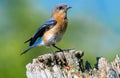 Bluebird perched on wooden post