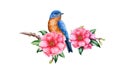 Bluebird And Pink Camellia Flower. Garden Bird Watercolor Illustration. Eastern Sialia Bird With Tender Camellia Spring