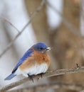 Bluebird, Sialia sialis Royalty Free Stock Photo