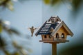 Bluebird Sialia sialis on a birdhouse staying in the air Royalty Free Stock Photo