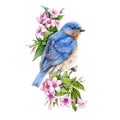 Bluebird sitting on blooming weigela pink bush watercolor illustration. Eastern sialia bird among tender spring flowers with green