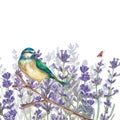 A bluebird is sitting on a branch against a background of lavender flowers. Watercolor illustration in the Provencal style.