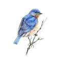 Bluebird sitting on a branch watercolor illustration. Eastern sialia small songbird on a tree. Isolated on the white background.