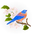 Bluebird small thrush songbirdon on an apple tree branch vintage vector illustration editable