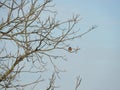 Bluebird arrives late winter at NYS Montezuma Refuge Royalty Free Stock Photo
