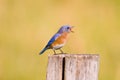 Bluebird swallowing a red berry Royalty Free Stock Photo