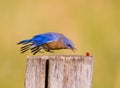 Bluebird swoops down to get a red berry Royalty Free Stock Photo