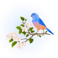 Bluebird Thrush Small Songbirdon On An Apple Tree Branch With Flowers Vintage Vector Illustration Editable