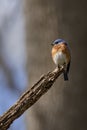 Bluebird on tree limb in Virginia