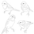 Bluebirds birds small thrush outline on a white background set first vintage vector illustration editable hand draw