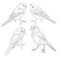 Bluebirds birds small thrush outline on a white background set three vintage vector illustration editable hand draw