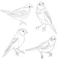 Bluebirds birds small thrush outline on a white background set two vintage vector illustration editable hand draw