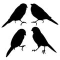 Bluebirds birds small thrush silhouette on a white background set three vintage vector illustration editable hand draw