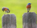 Bluebirds On Fence Royalty Free Stock Photo