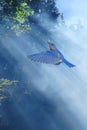 Bluebirds fly in sunlight spring concept Royalty Free Stock Photo