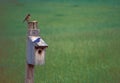 Bluebirds on house Royalty Free Stock Photo