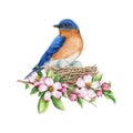 Bluebirds on the nest with spring flowers decor. Watercolor painted illustration. Cute cozy flower decor with nest, eggs