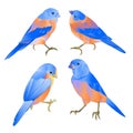 Bluebirds small birds thrush on a white background watercolor vintage set three vector illustration editable hand draw