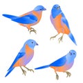 Bluebirds small birds thrush on a white background watercolor vintage set two vector illustration editable hand draw