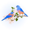 Bluebirds Thrush Small Songbirdons On An Apple Tree Branch With Flowers Vintage Vector Illustration Editable Hand Draw