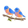 Bluebirds thrush small songbirdons on an branch on a white background spring background vintage vector illustration editable