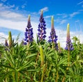 Bluebonnet