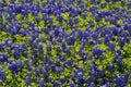 Bluebonnet background Royalty Free Stock Photo