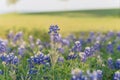 Bluebonnet blooming near the lake in springtime in Texas, America Royalty Free Stock Photo