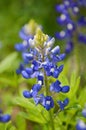 Bluebonnet