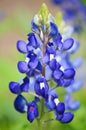 Bluebonnet