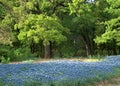 Bluebonnet Field