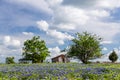 Bluebonnet field in countryside of Ennis, Texas