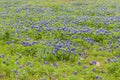 Bluebonnet field in Ennis, Texas Royalty Free Stock Photo