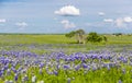 Bluebonnet field in Ennis, Texas