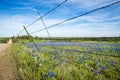 Bluebonnet field in Texas spring