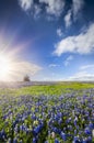 Bluebonnet Fields in Palmer, TX Royalty Free Stock Photo