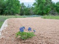 Bluebonnet flowering in gravel during a Texas spring Royalty Free Stock Photo