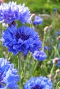 Bluebottle bluet cornflower knapweed bachelor
