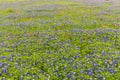 Bluebonnet and indian paintbrush field in Ennis, Texas.