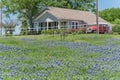 Colorful Bluebonnet blossom at farm in North Texas, America